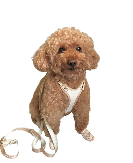 Dog Logo